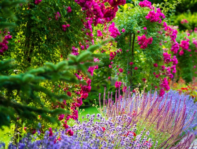 Oxicloruro de cobre: el producto natural y efectivo para combatir los hongos de tus plantas