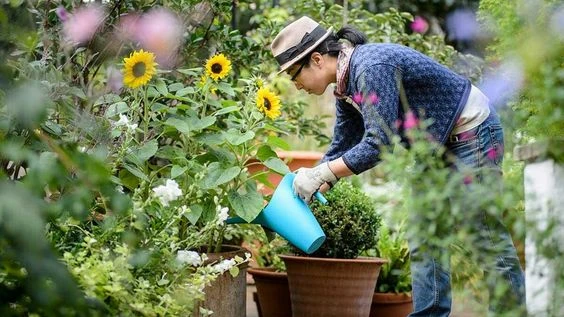 Manual de Jardinería: 5 flores perfectas para sembrar en agosto