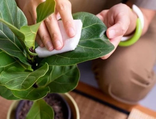 Cómo limpiar y darle brillo a las hojas de tus plantas con un ingrediente de cocina
