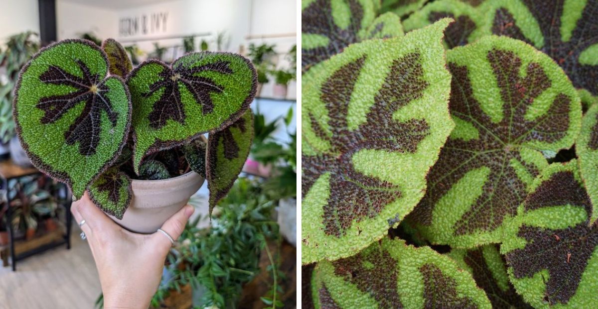 Cómo cuidar la begonia iron cross la planta tendencia 2025 Revista