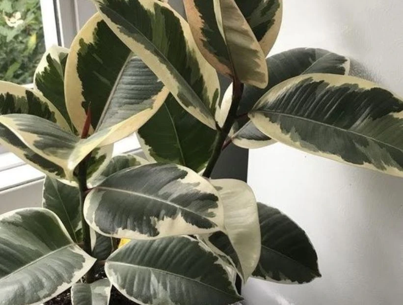 Gomero variegado: así es la planta tendencia deco 2025