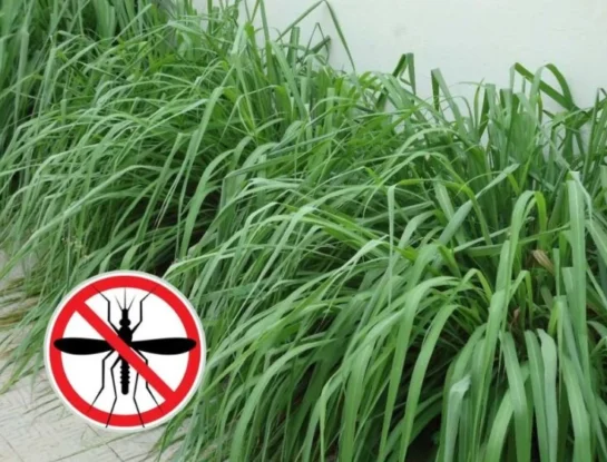 5 plantas que atraen mosquitos y deberías evitar tener en tu casa