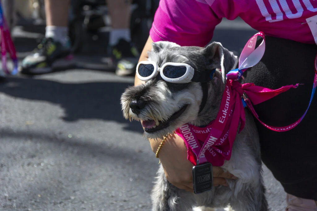dogrun cuidado de mascotas
