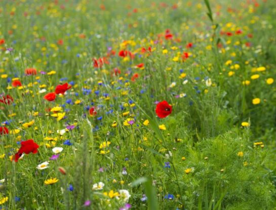 Manual de Jardinería: las mejores plantas nativas para armar una pradera