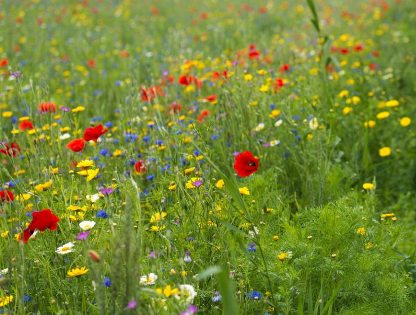 Manual de Jardinería: las mejores plantas nativas para armar una pradera