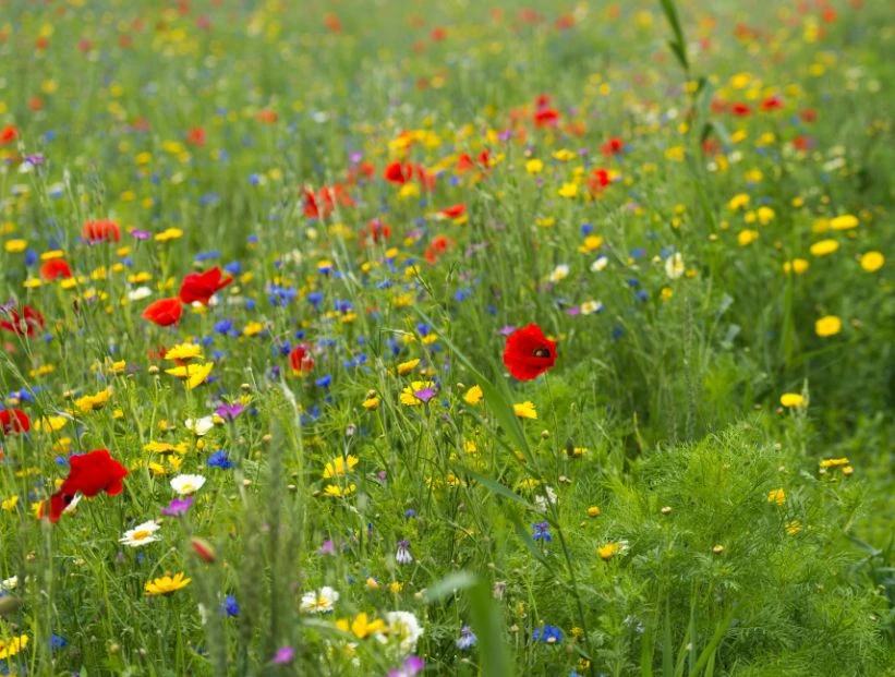 Manual de Jardinería: las mejores plantas nativas para armar una pradera