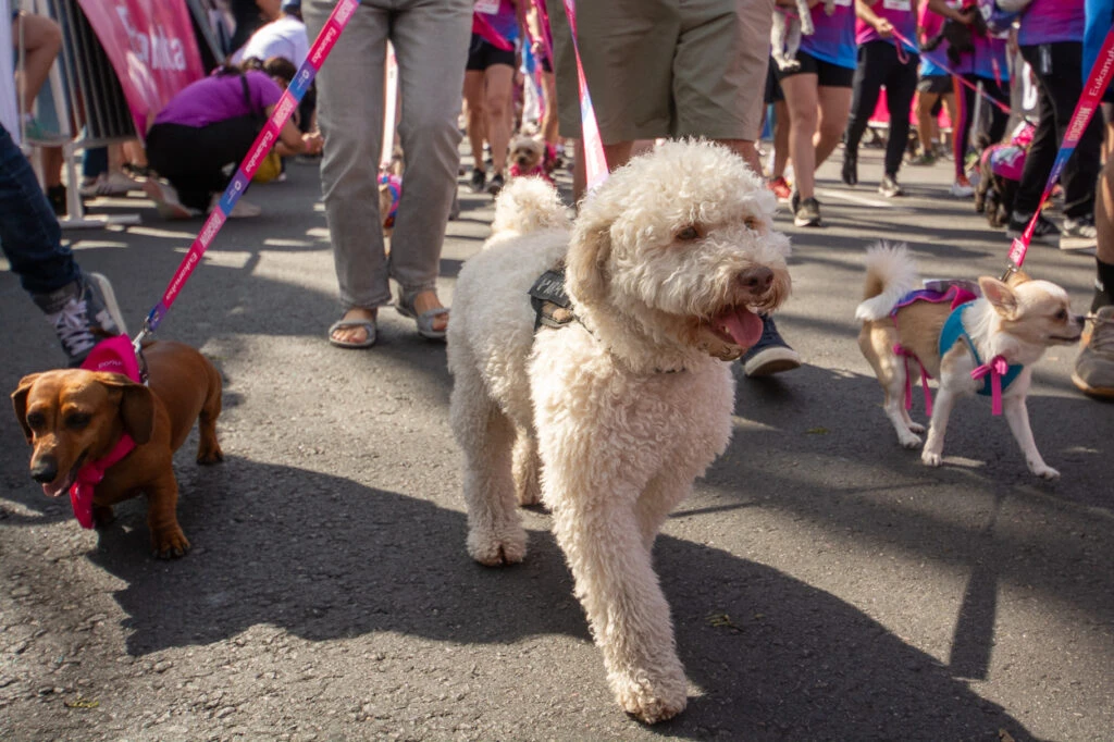 dogrun cuidado de mascotas