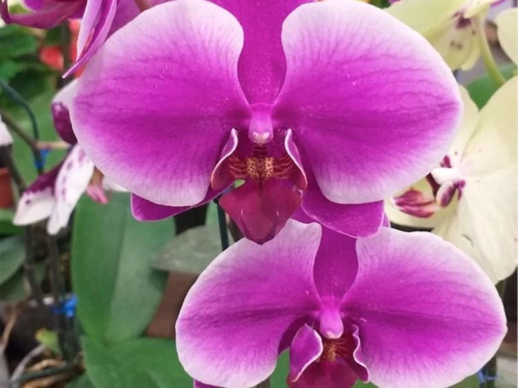 No falla: cómo revivir una orquídea marchita