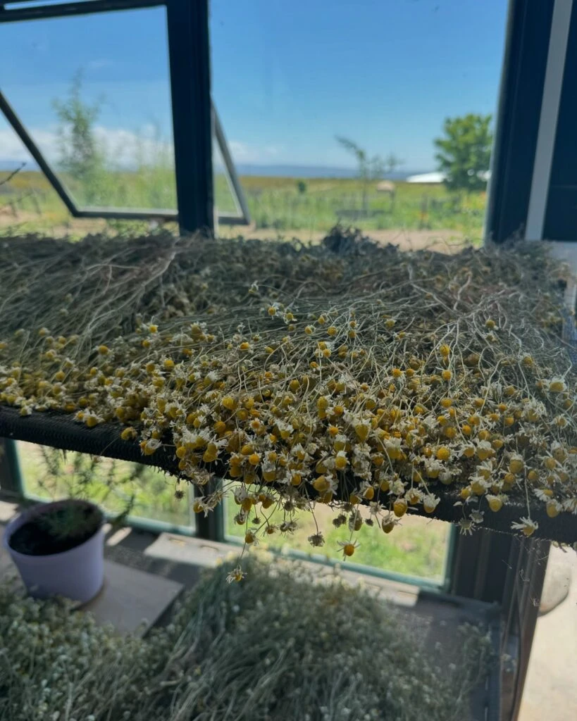 Las fotos de la escapada de Violeta Urtizberea junto a su familia a Mendoza. Foto: IG.