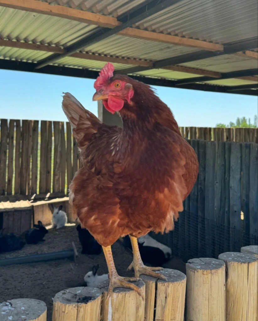 Las fotos de la escapada de Violeta Urtizberea junto a su familia a Mendoza