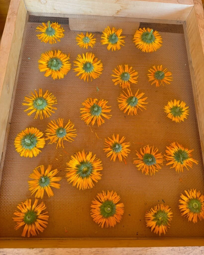 Las fotos de la escapada de Violeta Urtizberea junto a su familia a Mendoza. Foto: IG.