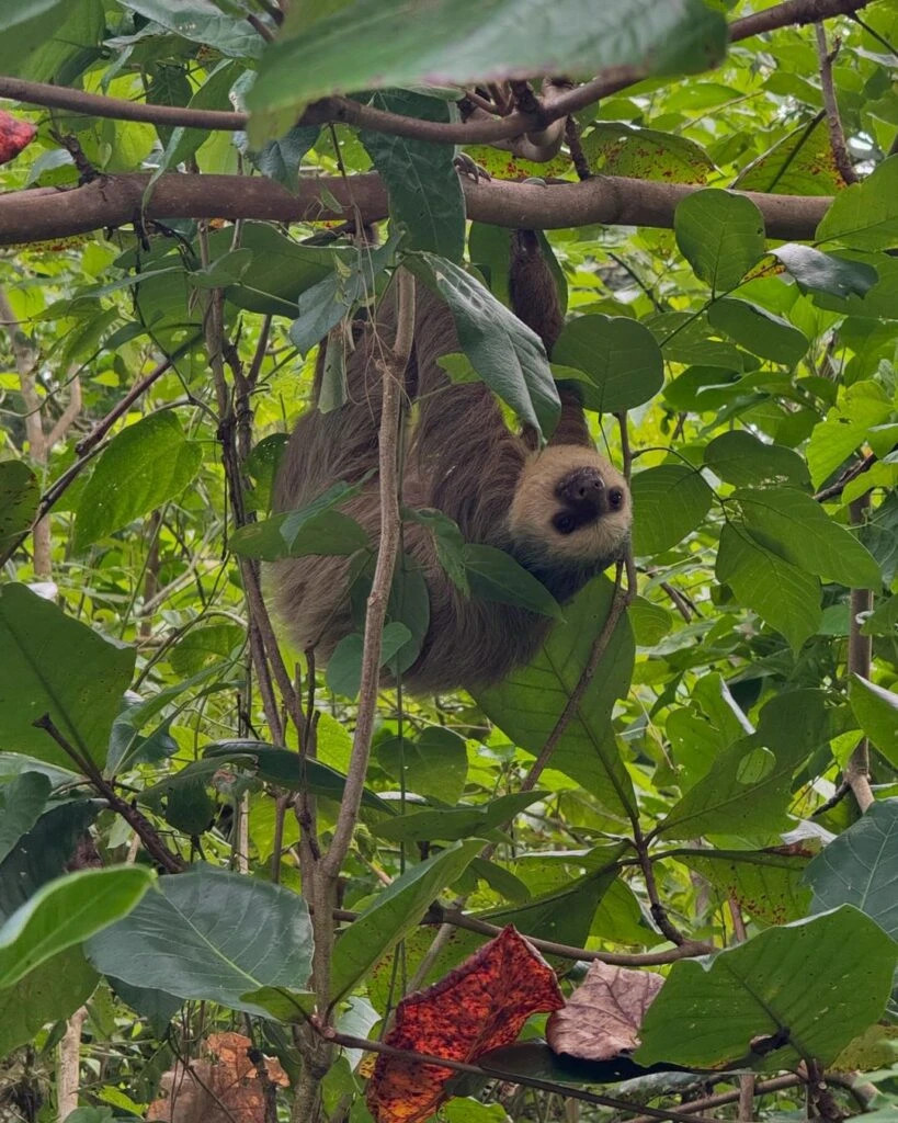 Las fotos de las vacaciones de Gime Accardi y Nico Vázquez en Panamá foto: ig