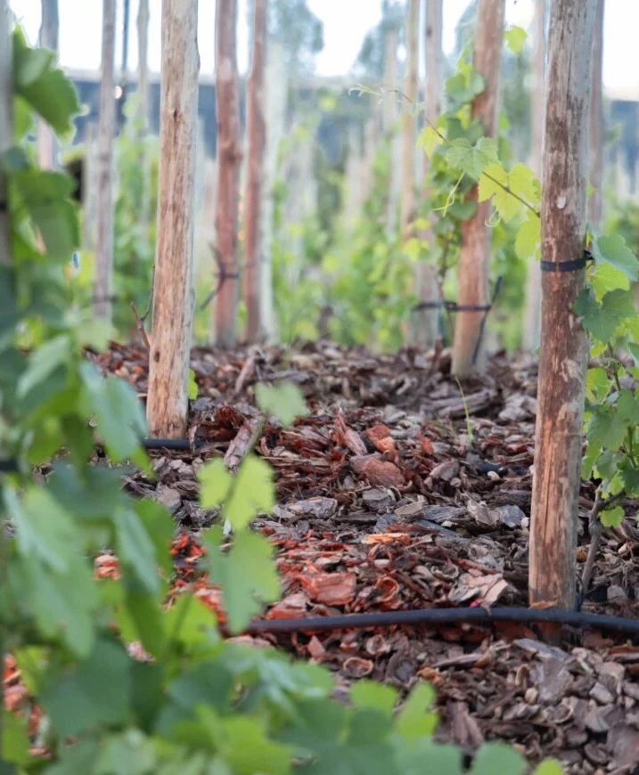 Alejandro Vigil desembarca en Buenos Aires: Abre sus puertas el Mercado de Estancia Vigil