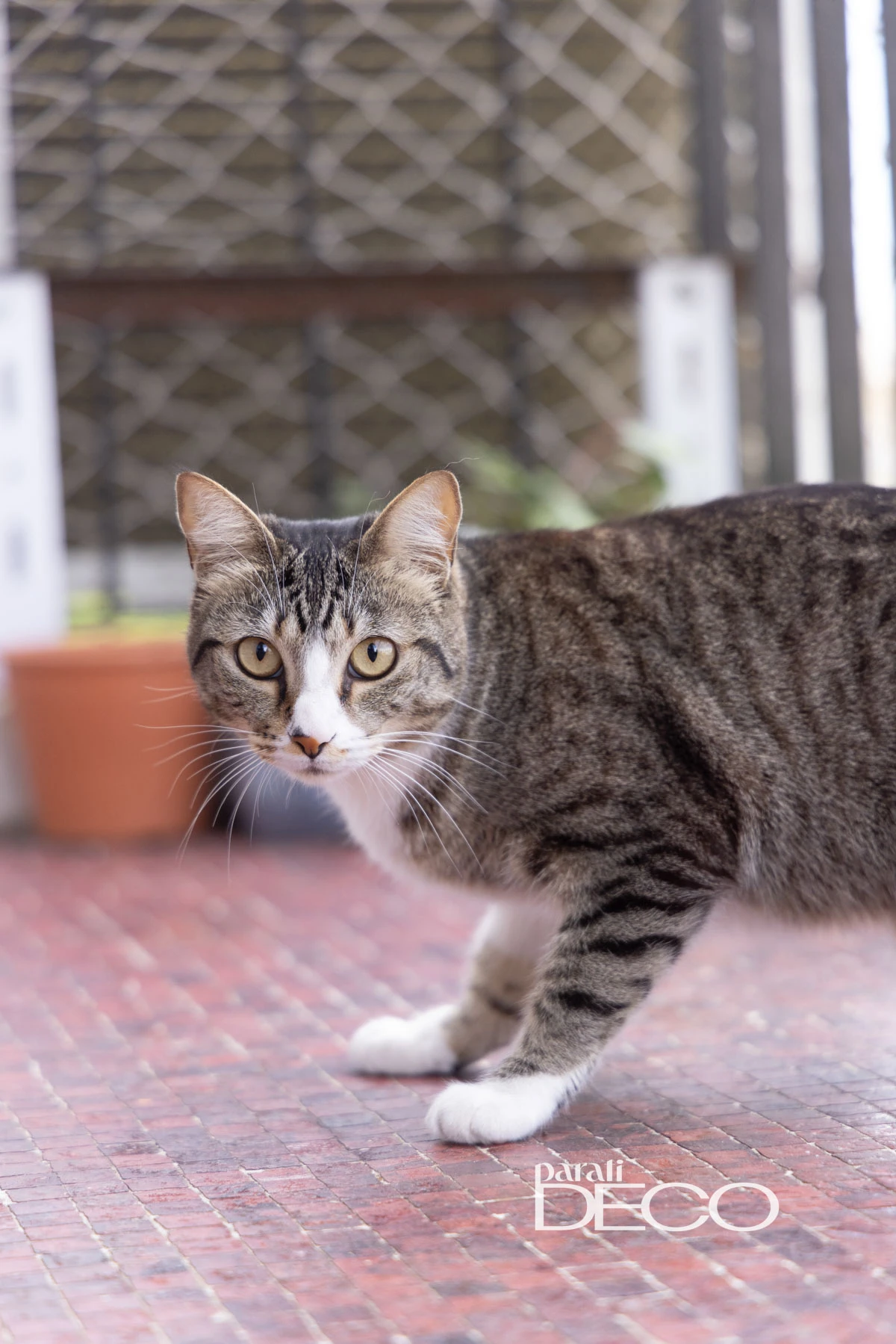 La gatita Pipa en el balcón del depto en Núñez de Caro Bello. 