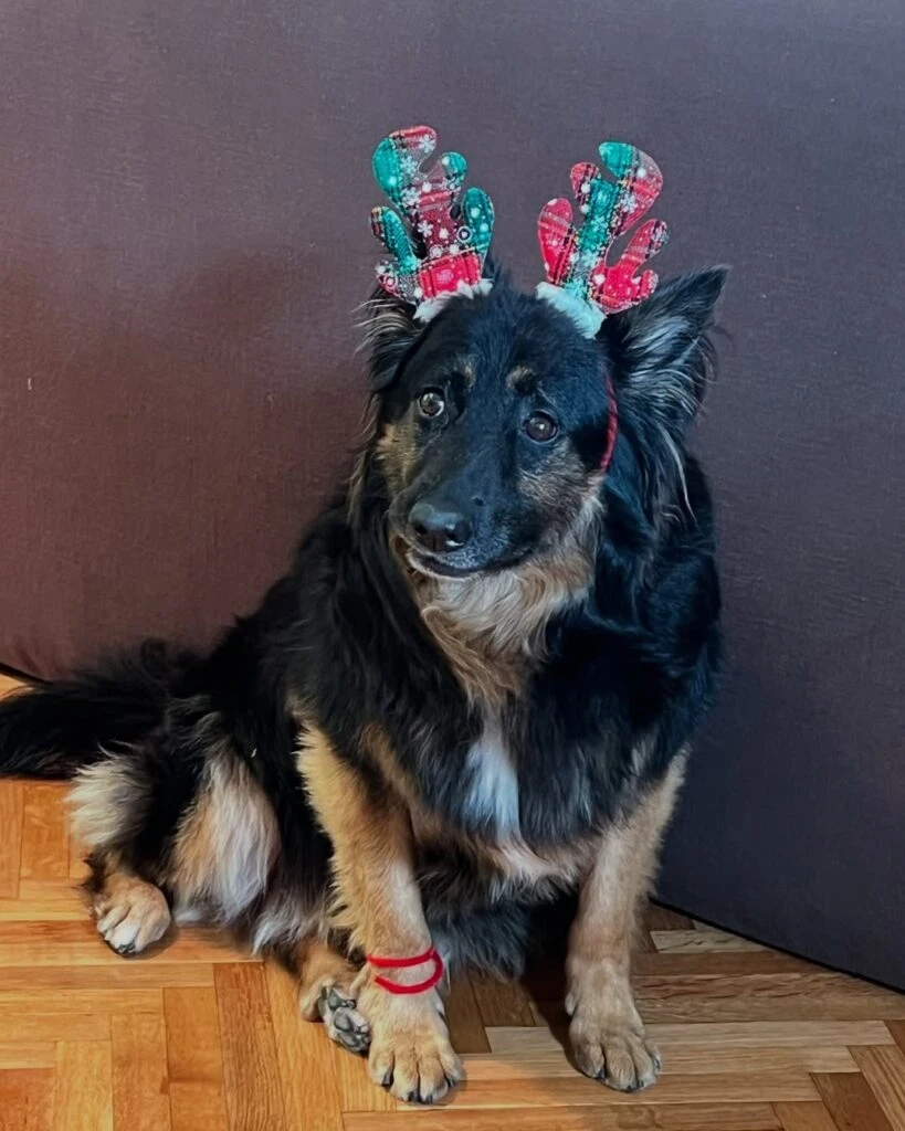 Catherine Fulop armó el árbol de Navidad en familia