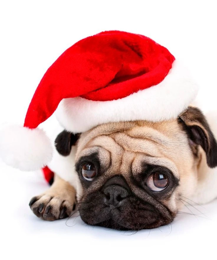 Un pug puede agitarse y debe permanecer en temperaturas frescas