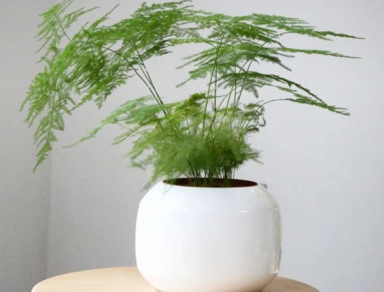 Helecho espárrago: la planta más canchera para decorar interiores