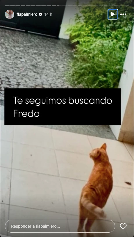 La angustia de Flavia Palmiero por su gato, que está perdido