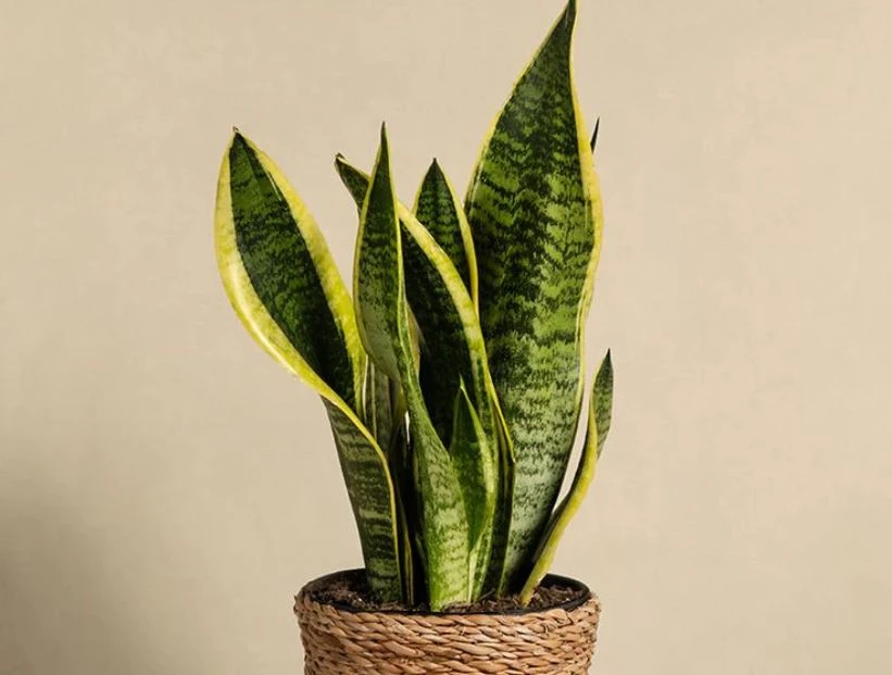 Cómo hacer que tu sansevieria crezca más rápido con ingredientes naturales