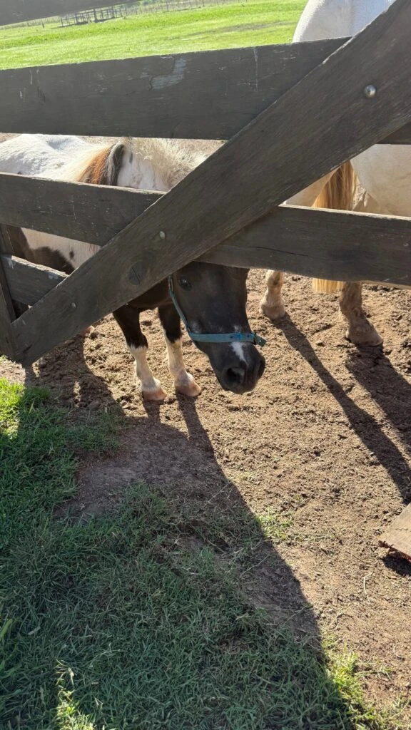 Las fotos de los días de campo de Nicole Neumann y sus hijos. Foto: IG.