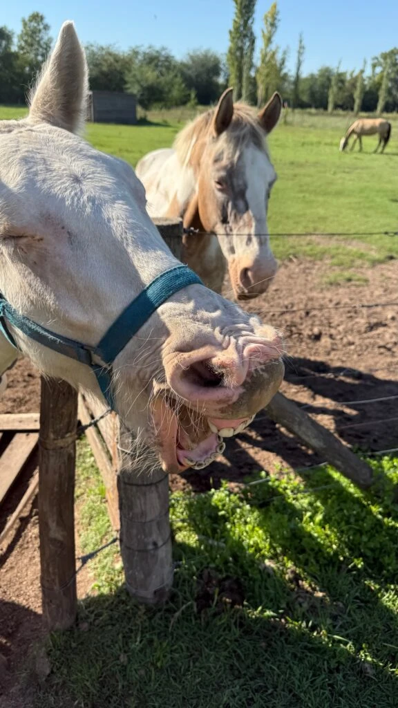 Las fotos de los días de campo de Nicole Neumann y sus hijos. Foto: IG.