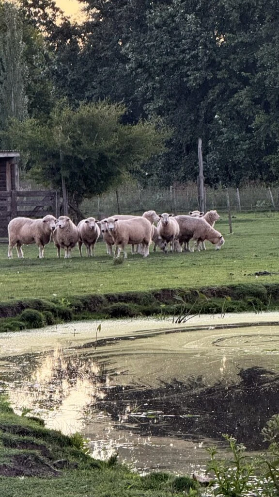Las fotos de los días de campo de Nicole Neumann y sus hijos. Foto: IG.
