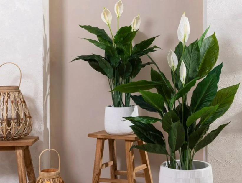 Spathyfillium: la planta tendencia para decorar tu casa