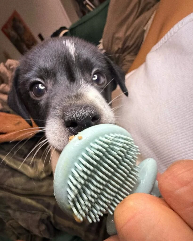 María Becerra y su novio, Rei, adoptaron un perrito al que le falta una manito
