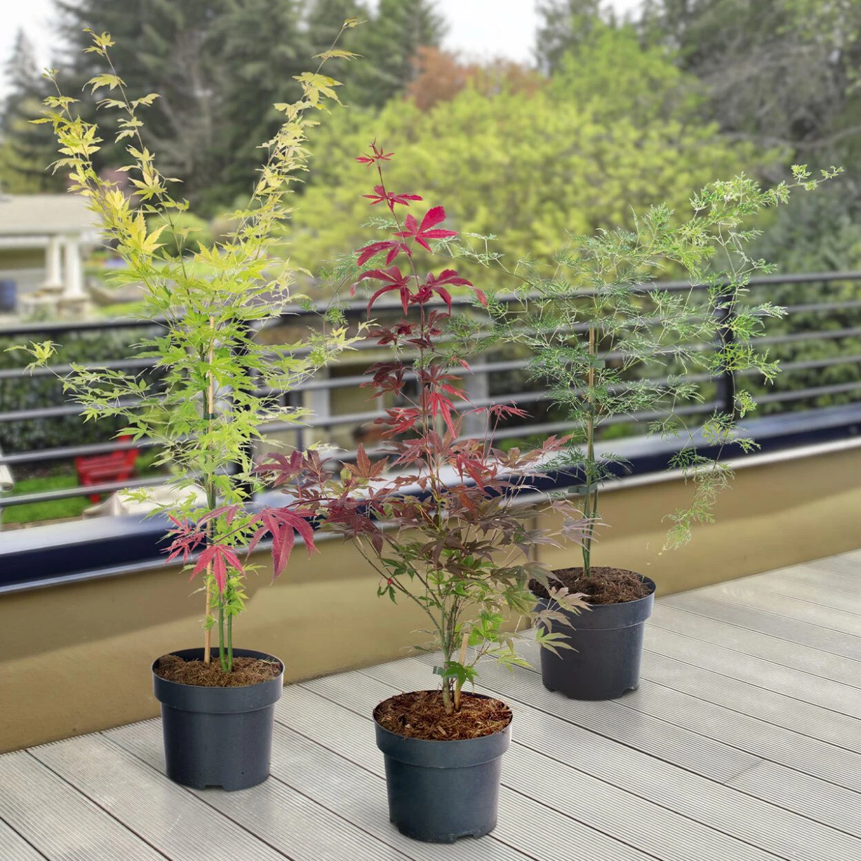 El arce japonés es un árbol pequeño, ideal para quienes aman los jardines estilo zen.