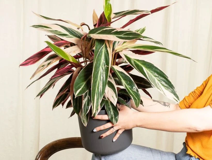 Calathea triostar: la planta de interior más chic de la temporada (y súper fácil de cuidar)