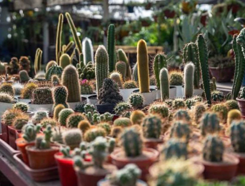 Cactus bonaerenses: así son los pequeños gigantes que se roban todas las miradas