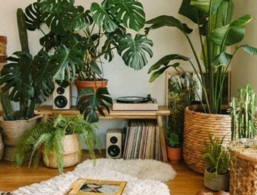 Qué significa tener muchas plantas en tu casa, según la psicología