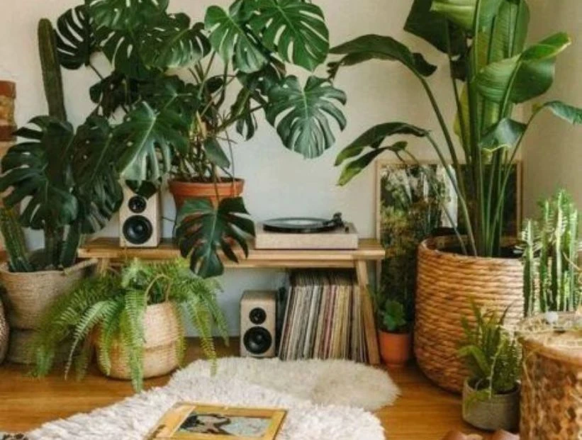 Qué significa tener muchas plantas en tu casa, según la psicología