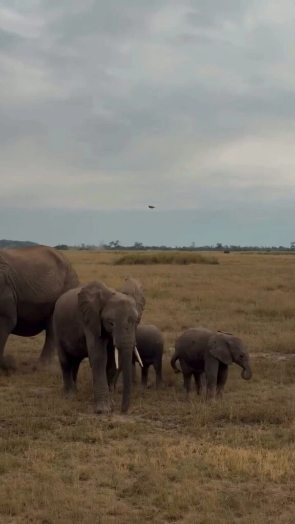 Las fotos de Carlos Tevez y su familia en un safari en Kenia