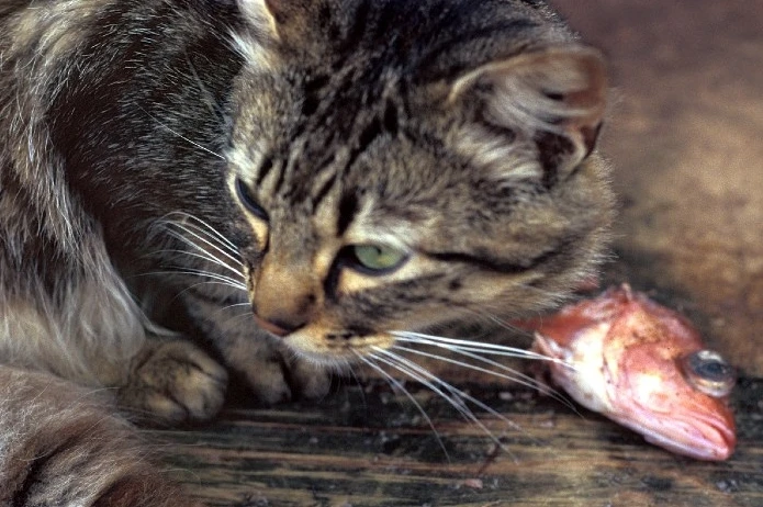 Cat, su gato, fue su compañía