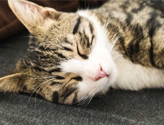 Cuántas horas debe dormir un gato y cómo cuidarlo para que descanse mejor