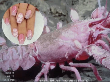 Manicura marina: el nail art inspirado en los bichos del fondo del mar de la expedición del Conicet
