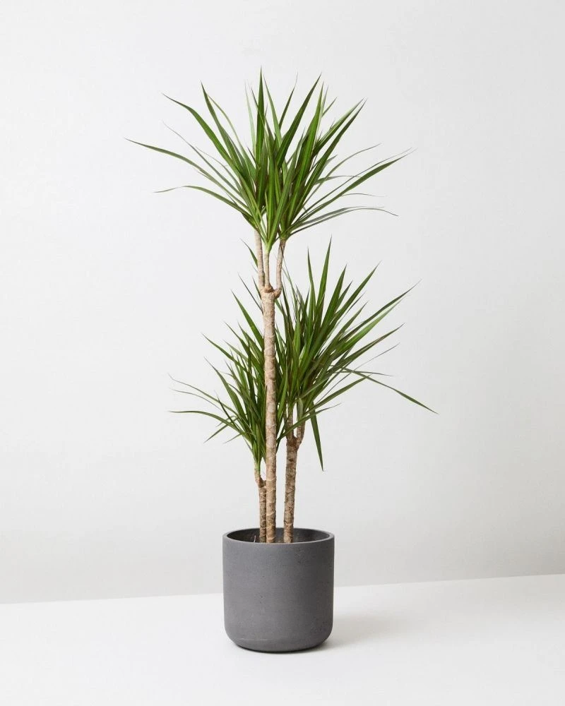 Dracaena 
