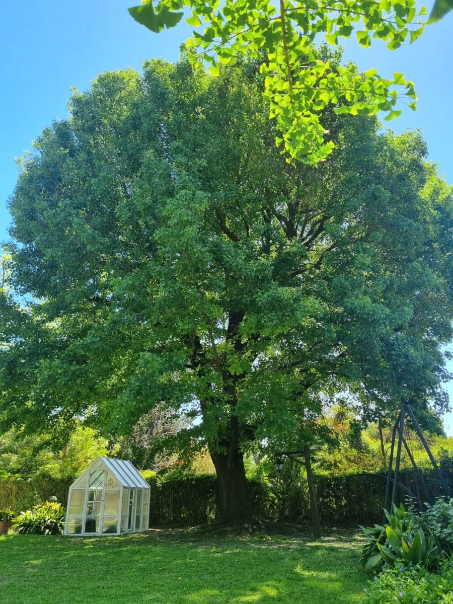 Una mini vivienda-invernadero invita a bajar el ritmo y reconectar con la naturaleza. 