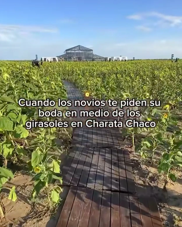 La escena inicial del video parece un fotograma de película: un campo infinito de girasoles abiertos en plena floración y un corredor natural entre las plantas, armado como pasillo de ceremonia. Sobre ese sendero amarillo y luminoso, la pareja camina hacia un altar sencillo, integrado al paisaje y pensado para que la naturaleza domine la imagen.

La luz del atardecer realza todo: el dorado del campo, el movimiento suave de las flores y la intimidad del momento. No hay estructuras pesadas ni elementos que compitan con el entorno. La apuesta es clara: dejar que la naturaleza sea el decorado.

Este tipo de ceremonias inmersivas, donde el escenario natural se convierte en parte del ritual, gana cada vez más terreno entre parejas que buscan autenticidad, emoción y simplicidad estética. El campo de girasoles aporta, además, un simbolismo potente: vitalidad, alegría y una idea muy poética de “buscar la luz”.

Una fiesta bajo techo vidriado: el jardín de invierno que dejó a todos sin palabras

Tras la ceremonia, el video muestra un segundo escenario igual de impactante: un jardín de invierno gigante, montado especialmente para la fiesta. Se trata de una estructura completamente vidriada, con paredes y techo transparentes que permiten ver el cielo nocturno desde adentro.

La iluminación cálida, a base de microleds y guirnaldas, crea un clima íntimo y elegante. Las mesas -tanto largas como redondas- están decoradas con flores blancas y verdes, velas y vajilla neutra. Todo pensado en clave natural, sin recargar, manteniendo la armonía con lo que ocurrió horas antes en el campo.

La gran virtud del espacio es que combina protección y aire libre: desde adentro se ve el cielo estrellado como si no hubiera techo, pero con la comodidad y el resguardo de un salón diseñado para una noche especial. El efecto es cinematográfico.

El cielo como protagonista y un cierre con fuegos artificiales

En los tramos finales del video, el techo vidriado funciona como pantalla: el cielo oscuro, las estrellas y el brillo del exterior se integran al ambiente. La fiesta transcurre literalmente “bajo las estrellas”, en un escenario que mezcla naturaleza y diseño sin perder calidez.

El cierre llega con fuegos artificiales en tonos dorados y blancos, ubicados a una distancia segura del salón. Reflejan su luz sobre los paneles del techo y generan un efecto envolvente, delicado y festivo. Es un final que potencia el clima emocional de toda la celebración.

Por qué estas bodas inspiran tanto

Las bodas como esta combinan tres elementos que conectan con una búsqueda contemporánea:

Rituales auténticos, donde los protagonistas se sienten parte del paisaje.

Experiencias sensoriales, donde la luz, el entorno y la atmósfera importan tanto como la decoración.

Naturaleza + diseño, en equilibrio, sin exageraciones y con intención clara.

La boda chaqueña ya circula por redes como ejemplo de una tendencia que crece: celebrar en escenarios que cuentan una historia, sin necesidad de grandes producciones, sino priorizando el entorno, la identidad de la pareja y la magia del momento.