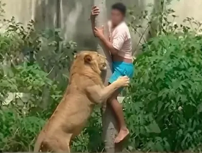 El momento en que ya ingresado en la jaula es atacado por la leona