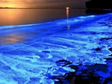 Alerta en Punta del Este por las noctilucas: qué son y qué precauciones tomar