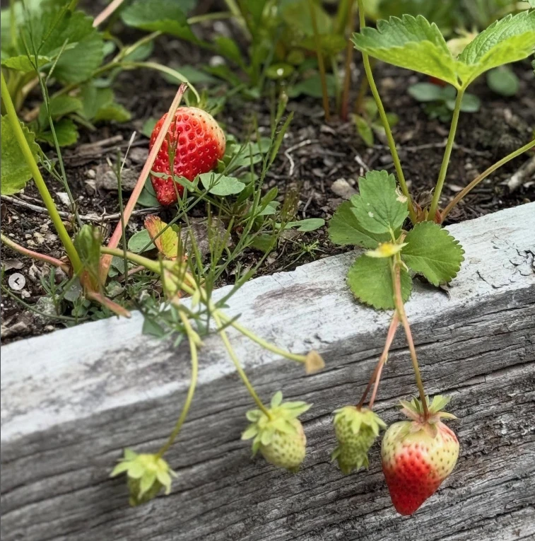 Torta de frutillas clásica (receta familiar de Carola del Bianco)