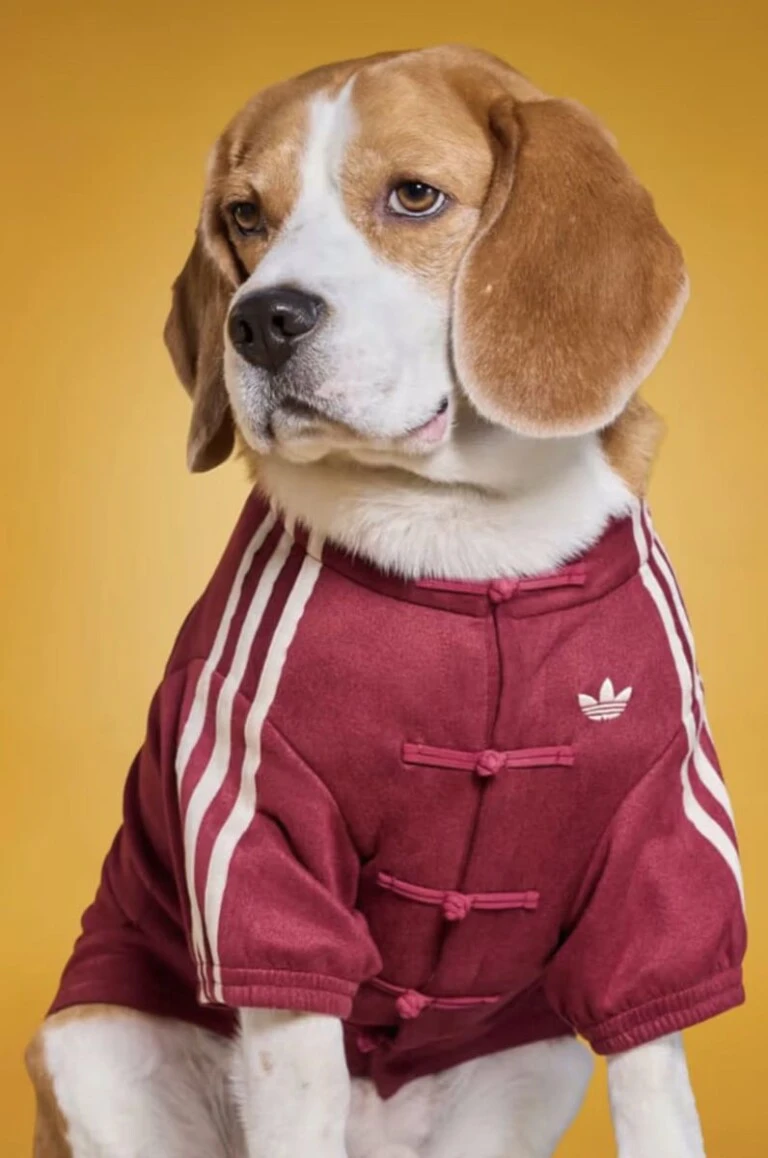 Looks para mascotas by Adidas.