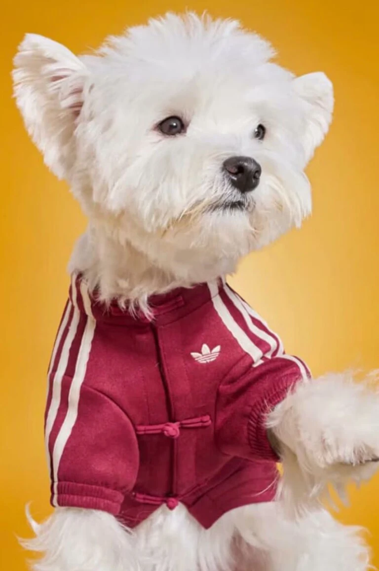 Looks para mascotas by Adidas.