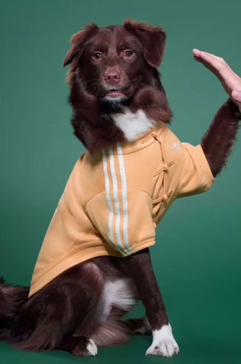 Looks para mascotas by Adidas.
