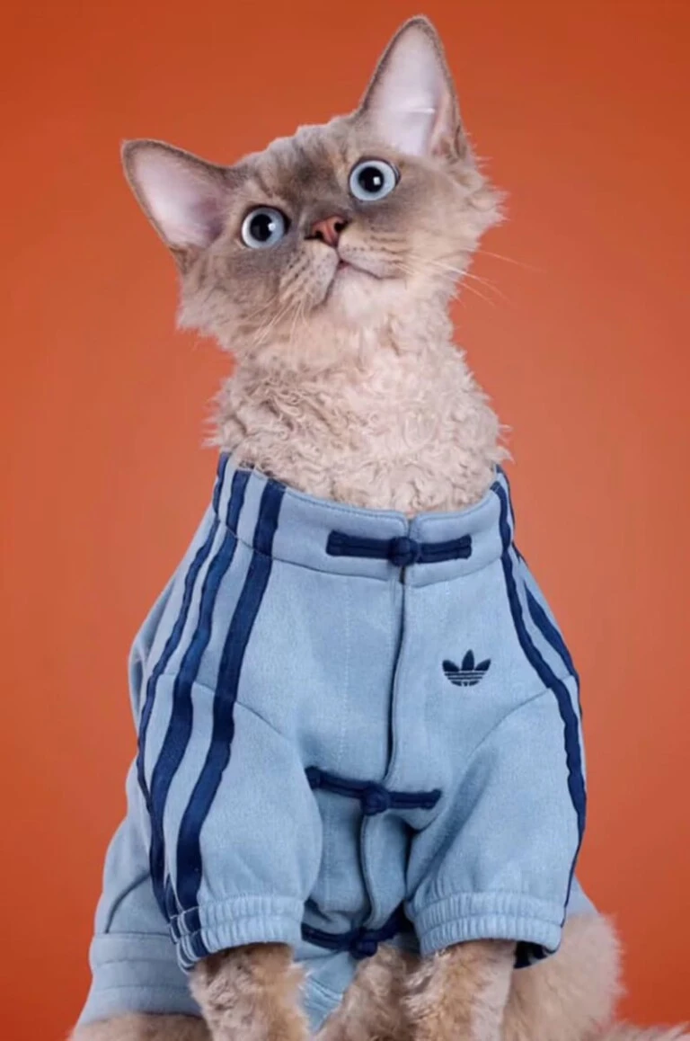 Looks para mascotas by Adidas.