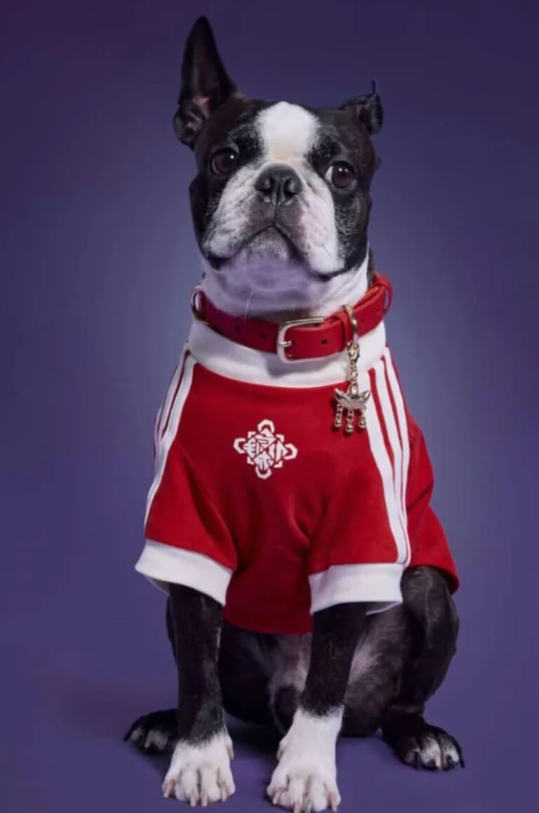 Looks para mascotas by Adidas.