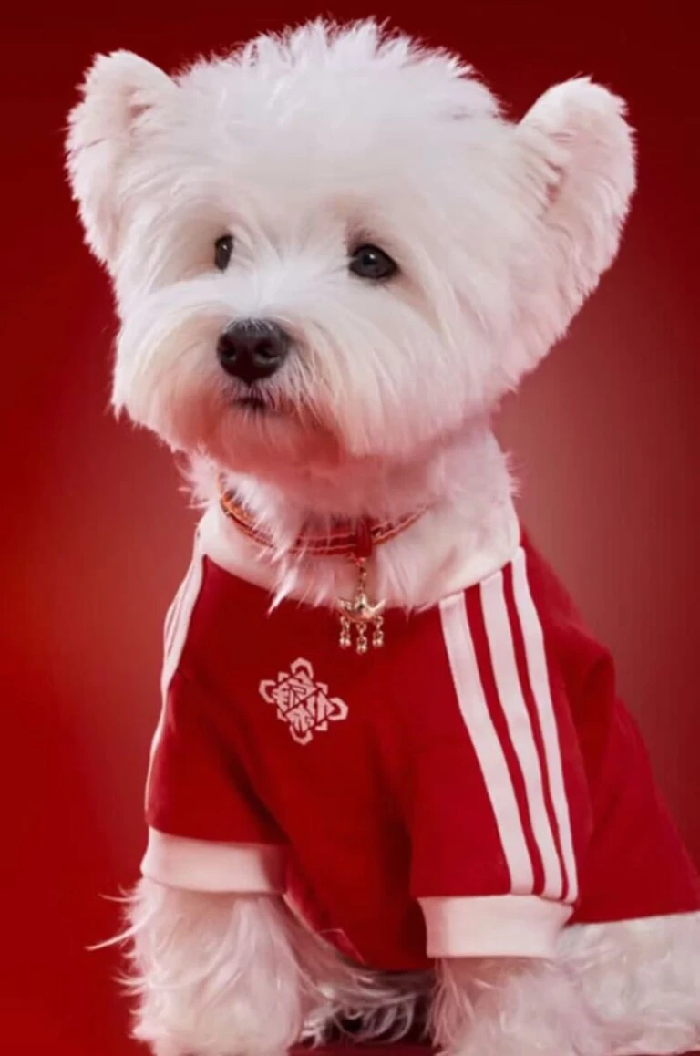 Looks para mascotas by Adidas.
