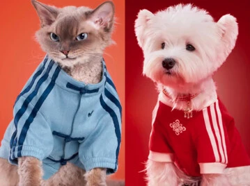 Looks para mascotas by Adidas.